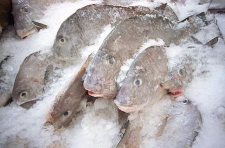 Kupovanje in shranjevanje zamrznjene ribe