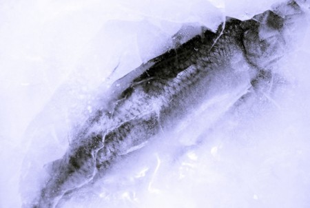 Odkritje zamrznjene ribe