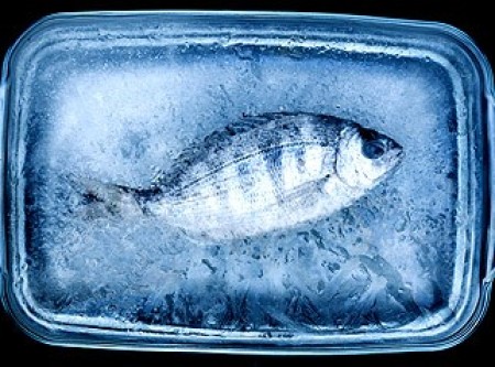 Zamrznjena riba v primerjavi s “svežo” ribo