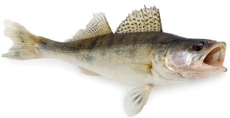 Smuč - kralj sladkovodnih rib