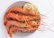 208 shrimps l1