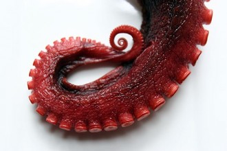 Lovke hobotnice