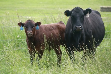 Irska black angus grass fed govedina
